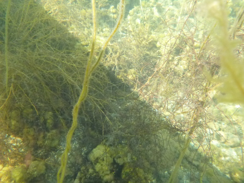 File:Gigha clear water.jpg